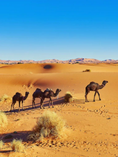 Discovery Travels